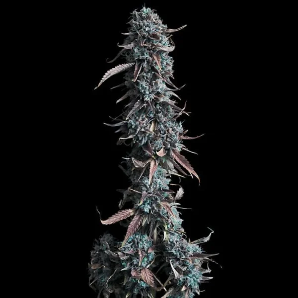 Gorilla Glue - Image 4