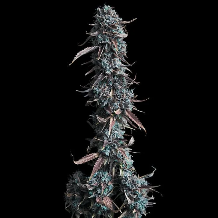 Gorilla Glue - Image 4