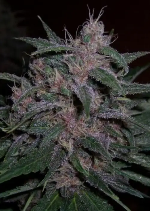 Animal Cookies - Image 4