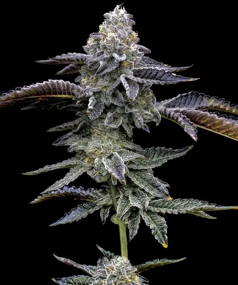 Blue Dream - Image 4