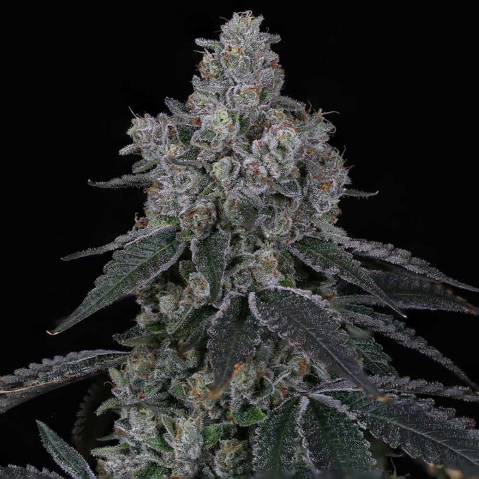 OG Kush - Image 4