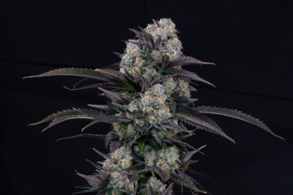 Orange Punch - Image 4