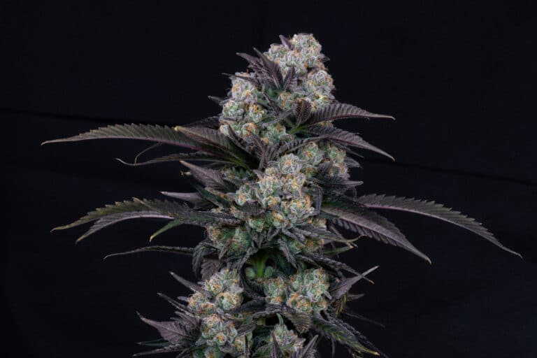 Orange Punch - Image 4