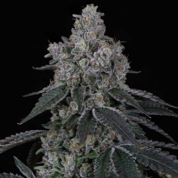Platinum OG - Image 4