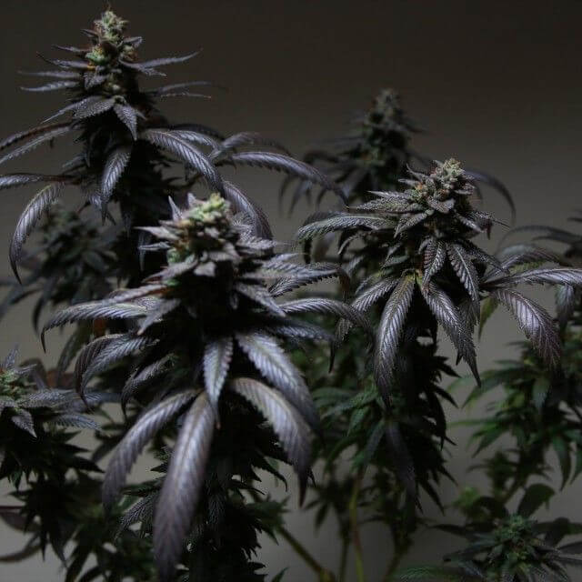 Sherbert - Image 4