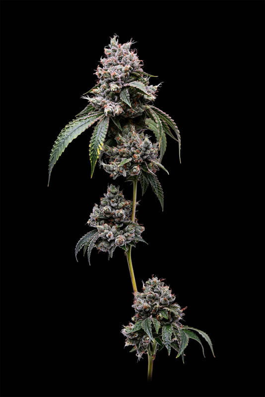 Skywalker OG - Image 4